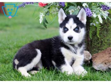 Reinrassige Siberian Husky Welpen