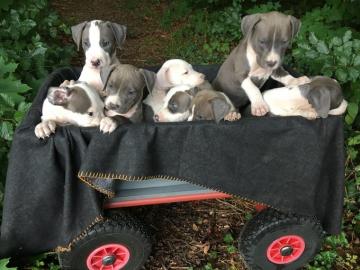 American staffordshire Terrier