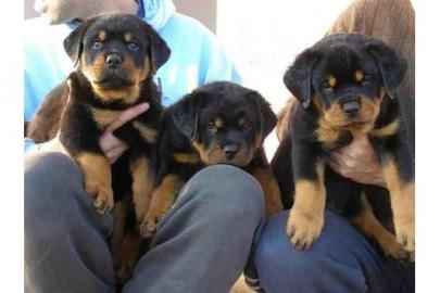 Prachtvolle Rottweilerwelpen