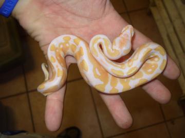 1. 1 Albino / Piebald  K�nigsPython Regiu