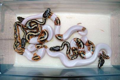 1. 1 Albino / Piebald  K�nigsPython Regiu