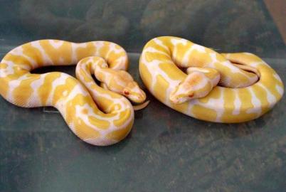 1. 1 Albino / Piebald  K�nigsPython Regiu