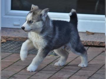 Siberian Husky mit SHC /VDH Papieren