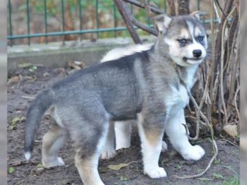 Siberian Husky mit SHC /VDH Papieren