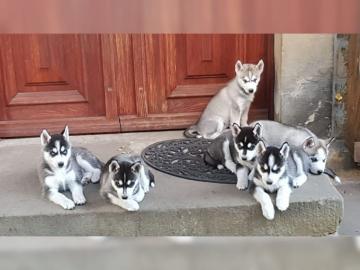 Wundersch�ne kr�ftige Husky welpen