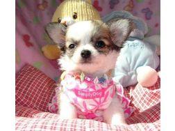Zucker s��e chihuahua welpe zu verkaufen