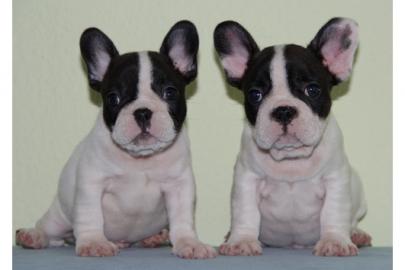 Frant�sische Bulldogge welpen!!