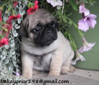 Atemberaubende Wurf von Fawn Pugs Welpen