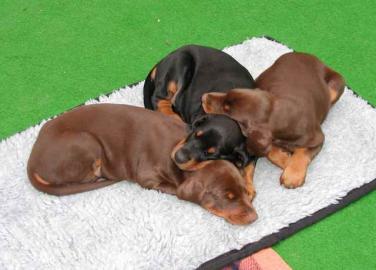 Dobermann Welpen in schwarz-braun