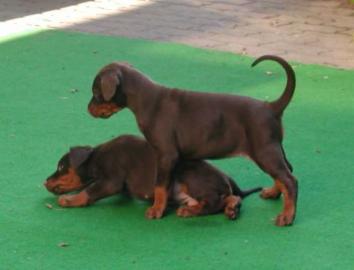 Dobermann Welpen in schwarz-braun