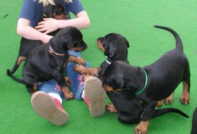 Dobermann Welpen in schwarz-braun
