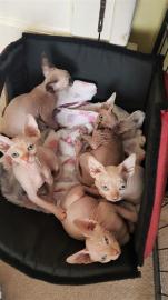 Sch?ne Sphynx-K?tzchen zu verkaufen