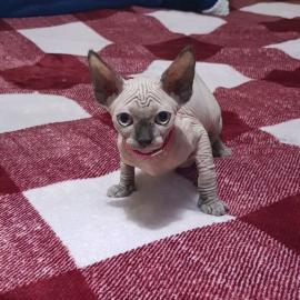 Sch?ne Sphynx-K?tzchen zu verkaufen