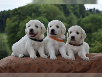 Golden Retriever Welpe