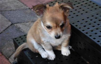H�bsche, typvolle Chihuahua Welpen