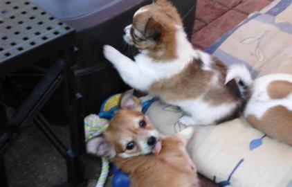 H�bsche, typvolle Chihuahua Welpen