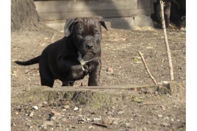American Pitbull Bully original