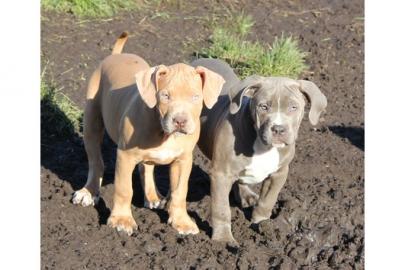 American Pitbull Bully original