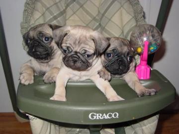 MOPS WELPE