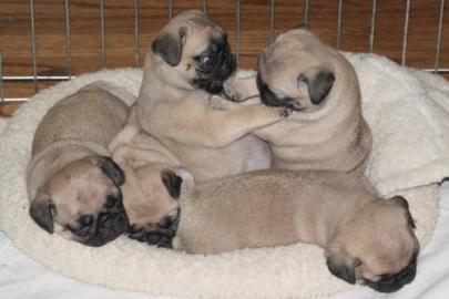 MOPS WELPE