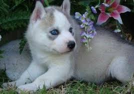 Gesunde Siberian Husky Welpen zur Verf�g