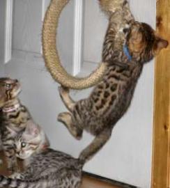 S��e Haus Kitten,
