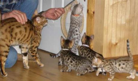 S��e Haus Kitten,