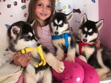 Siberian Husky Welpen