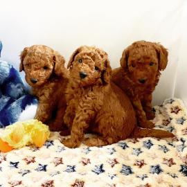 s??e Kuschelpudelwelpen