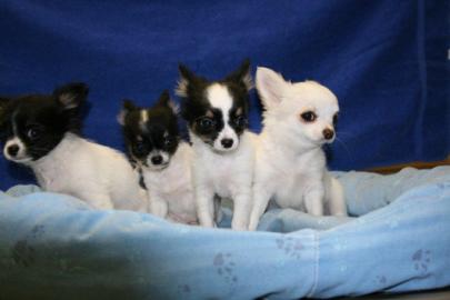 3 s�sse Langhaar Chihuahua Welpen