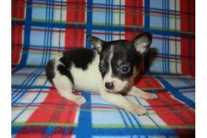 Typvolle Chihuahuawelpen