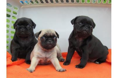 s��e Mops  Welpen