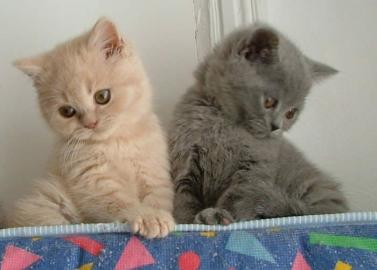 Weihnachten BKH Kitten Katzenbabys