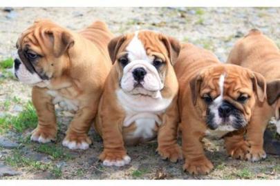 Englische Buldogge wundersch�ne Rassehun