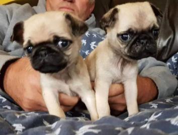 Mops-Welpen suchen ein neues Zuhause � W