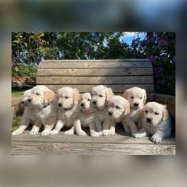 Golden Retriever-Welpen