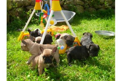 Franz�sisch Bulldogge-Welpen