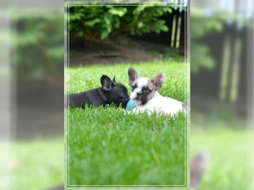 Bullige Franz.  Bulldoggen Welpen