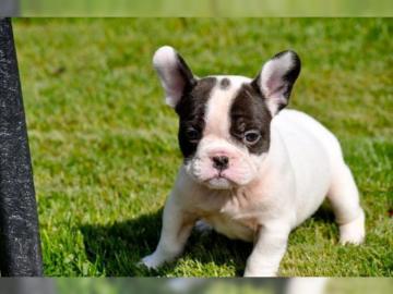 Bullige Franz.  Bulldoggen Welpen
