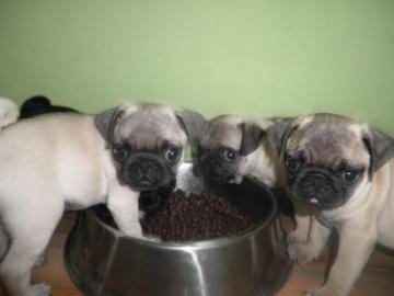 4 sch�ne Mops Welpen