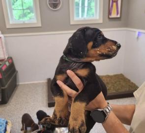 Sch�ne Dobermann Welpen