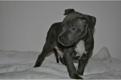 Blueline American Pit Bull welpen 11 woc