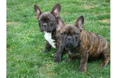 Franz. Bulldogge-Welpen + Papiere