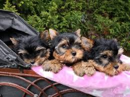 Sch�ne Teetasse M�nnliche Yorkie Welpen