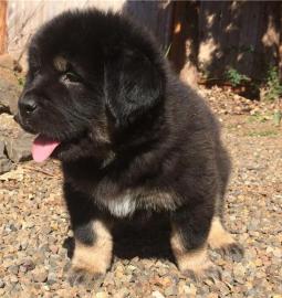 Tibetan mastiff puppy