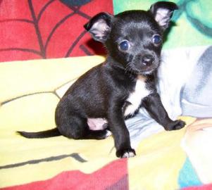 Mini Chihuahua Welpen