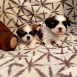Shih Tzu welpen whatsapp nummer +4368110