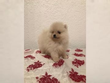 Zwergspitz/Pomeranian-Welpen