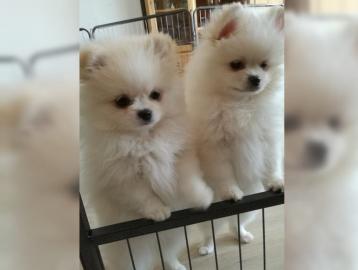 Zwergspitz/Pomeranian-Welpen