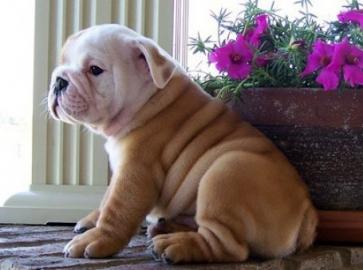 ENTZ�CKENDE ENGLISCHE BULLDOGGE-WELPEN F